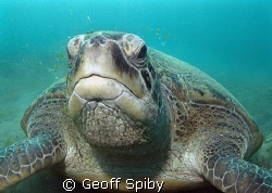 grumpy looking green turtle that has been disturbed mid m... by Geoff Spiby 